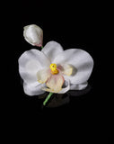 Silk Flora - Two Days Workshop Orchids & Camellias - Perth