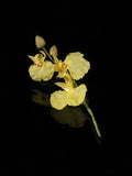 Silk Flora - Two Days Workshop Orchids & Camellias - Perth